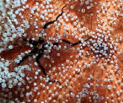 Small seastar on a toxic leather sea urchin, taken at Sha... by Nikki Van Veelen 